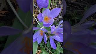 an autumncolors crocus garden flower [upl. by Anitnas]