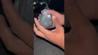 Ek plaka kala kabutar rat me pigeon pigone bird kabutar pigean pigeon pigone kabutar pige [upl. by Van]