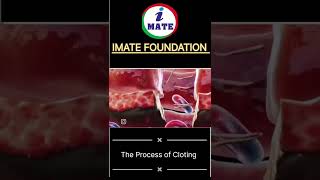 The process of Cloting of blood animated [upl. by Cawley351]