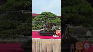 Casuarina  Bonsai Cemara Udang Extra Large yang meraih Best In Show di BCI On Fire 2023 Tangerang [upl. by Arihaz115]