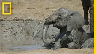 Orphaned Baby Elephants “You Can’t Help But Fall In Love With”  National Geographic [upl. by Einohpets858]