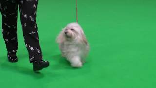 Havanese Bitches and Best Of Breed Crufts 2018 [upl. by Abraham]