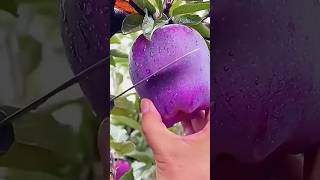 harvest strange purple apple satisfying naturalclips fruitcutting plants [upl. by Max]