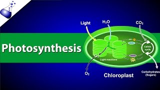 Photosynthesis [upl. by Waylen301]