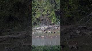 Deer along the Valley River in Murphy NC [upl. by Yul]