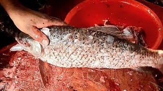 Labeo Rohita Fish cutting Skills  Best Cutting Skills [upl. by Trebleda]