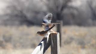 Kestrels mating 32422 near Moriarty NM [upl. by Ahtibbat]