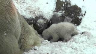 polar bear cub examine a piece of skin [upl. by Kordula]