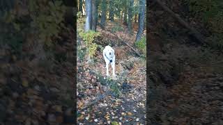 Jasper fetching sticks in the Merrimack River [upl. by Pyle]