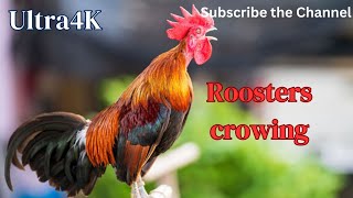 Rooster crowing  Roosters sounds rooster voice viral shorts [upl. by Elleirda739]