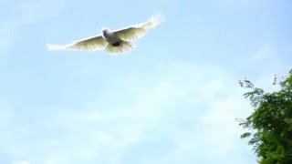 Sulphurcrested Cockatoos in Slow Motion [upl. by Annie]