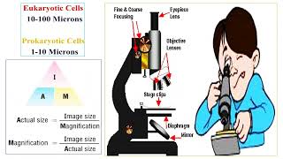 Cell Theory [upl. by Montgomery]