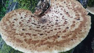 Dryads Saddle Pheasant Back Cerioporus squamosus [upl. by Oriel899]