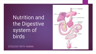 Nutrition and digestive system of birds  Parts of digestive system in birds [upl. by Sura842]