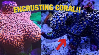 Encrusting corals in ornaments [upl. by Aniz]