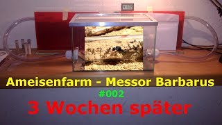 Sie leben sich ein  002 Ameisenfarm Messor Barbarus deutsch Madde [upl. by Meingolda]