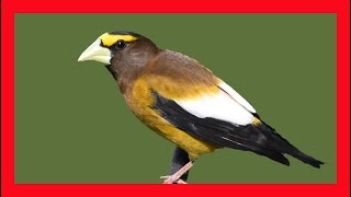 Evening Grosbeak Song Evening Grosbeak Call  Pepitero Norteño Canto  Coccothraustes Vespertinus [upl. by Ydnih679]