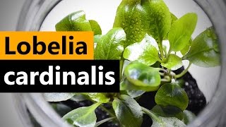 Lobelia Cardinalis planting Emersed Aquarium plant [upl. by Ailin]