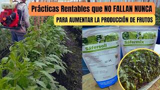 3 Prácticas Rentables que NO FALLAN NUNCA en CULTIVOS DE TOMATES [upl. by Laden644]