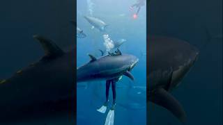 GIANT TUNA Almost Bites Hand off 😱 adventure ocean travel wildlife [upl. by Ahsirahc]