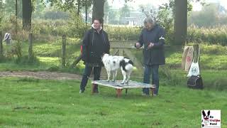 GG honden training Zaterdag 12 Oktober 2024 [upl. by Ainadi]