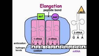 Elongation Step of DNA Translation [upl. by Poliard714]