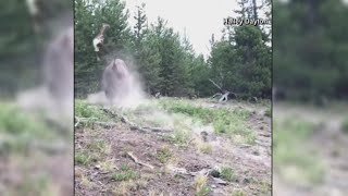 9YearOld girl survives bison attack [upl. by Adnauqaj894]