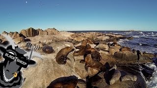 Team BlackSheep amp the SEAWOLVES URUGUAY [upl. by Camden]