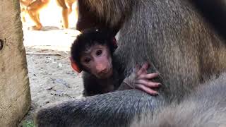 Baby Hamadryas Baboon Born at Oakland Zoo [upl. by Adelice]