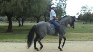 Dancing Quarter Horse  4 12 year old Blue Roan  Trainer  Gustavo Lopez guslopezcom [upl. by Nimar]