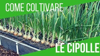 COLTIVARE CIPOLLE  SEMINA 6 VARIETÀ DIFFERENTI  ORTO E GIARDINAGGIO [upl. by Anigue]