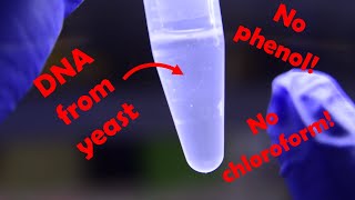 Yeast DNA extraction without phenol or chloroform [upl. by Ahseuqram374]