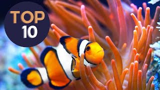 10 clownfish we keep at the studio [upl. by Gnouhk]