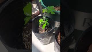 The Growth Journey of Fig Trees The Joy of Planting  Episode 230 [upl. by Odele933]