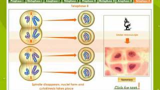 Meiosis Reduction Division [upl. by Ellery]