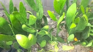 Update 3 Growing Cactus Opuntia Ficus Indica Nopales Plants [upl. by Rysler]