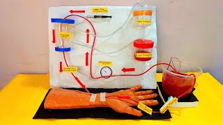 Hemodialysis working model for science project  biology project SubhamsArtCraftCreations [upl. by Prevot]