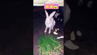 Cute 😘 Rabbit 🐇 Video shorts rabbit animals [upl. by Lemhar]