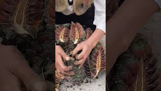 The process of taking out pine nuts from pine cones [upl. by Ellevel]