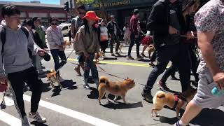 2019 SF Cherry Blossom Festival Parade  Shiba Inu [upl. by Lenahs760]