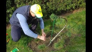 jak formować drzewko na bonsai przemiana sosny w ogrodowe bonsai Niwaki topiary [upl. by Bennett885]