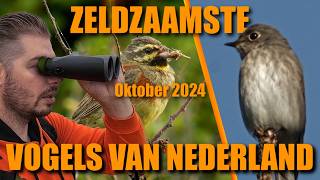 25 zeldzaamste vogels in Nederland oktober 2024 [upl. by Narej]