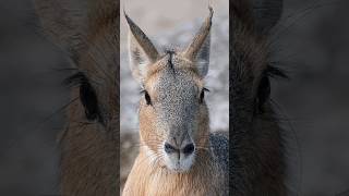 Patagonian Mara  A True Marvel of the Animal Kingdom shorts [upl. by Leitao]