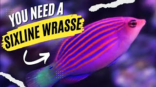 Six Line Wrasse is Easily The BEST Fish for Aquarium Pest Control [upl. by Vincents]