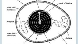 Cleavage and blastula of chicken 🐔مراحل التطور الجنینی [upl. by Acinorahs]