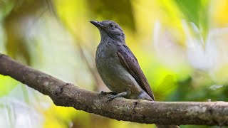 Screaming Piha Lipaugus vociferans [upl. by Emery]