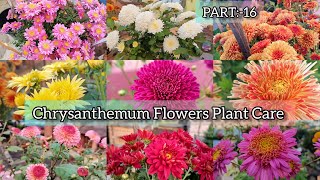 ChrysanthemumGuldavriChandramallika Flower Plant Care amp Fertilizer Use chrysanthemum garden [upl. by Nylirad576]