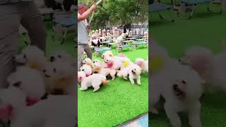 pomeranian pomeranianclub poodle pomerania dog pets puppy automobile trampoline [upl. by Ruphina624]