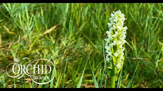 Orchid Hunter  092  Weston Fen 23rd June 2021 [upl. by Wadell]