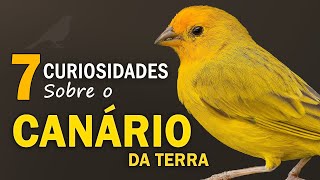 CANÁRIO DA TERRA 7 CURIOSIDADES sobre a ave  Mais COMUM na CIDADE  Canto do canarinho selvagem [upl. by Sakhuja]